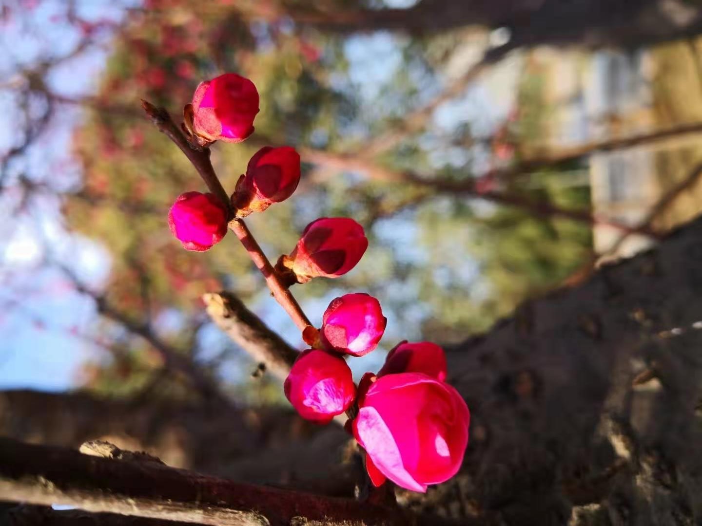 1614062937371813.jpeg 1614062937371813.jpeg