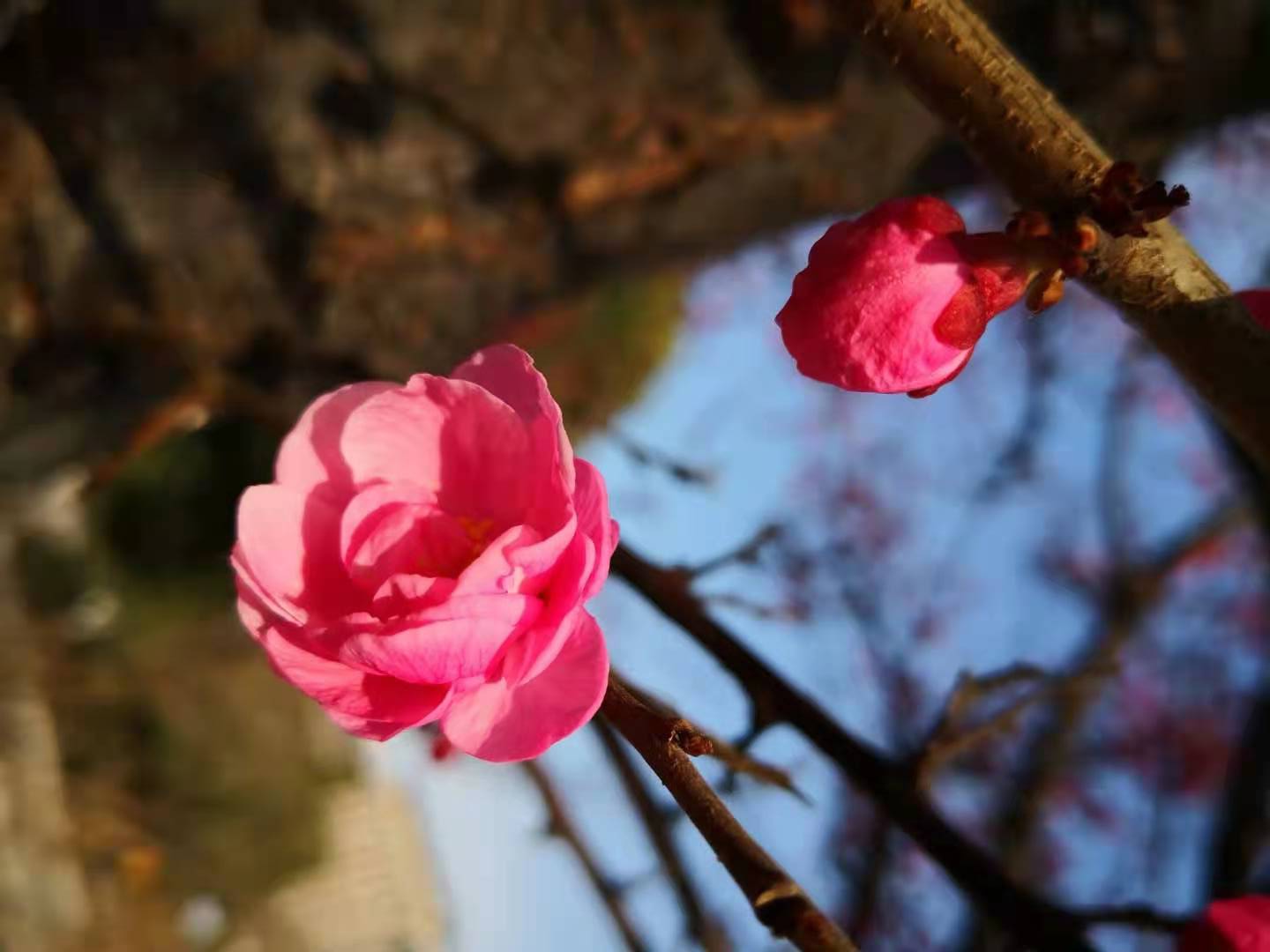 1614062937411954.jpeg 1614062937411954.jpeg