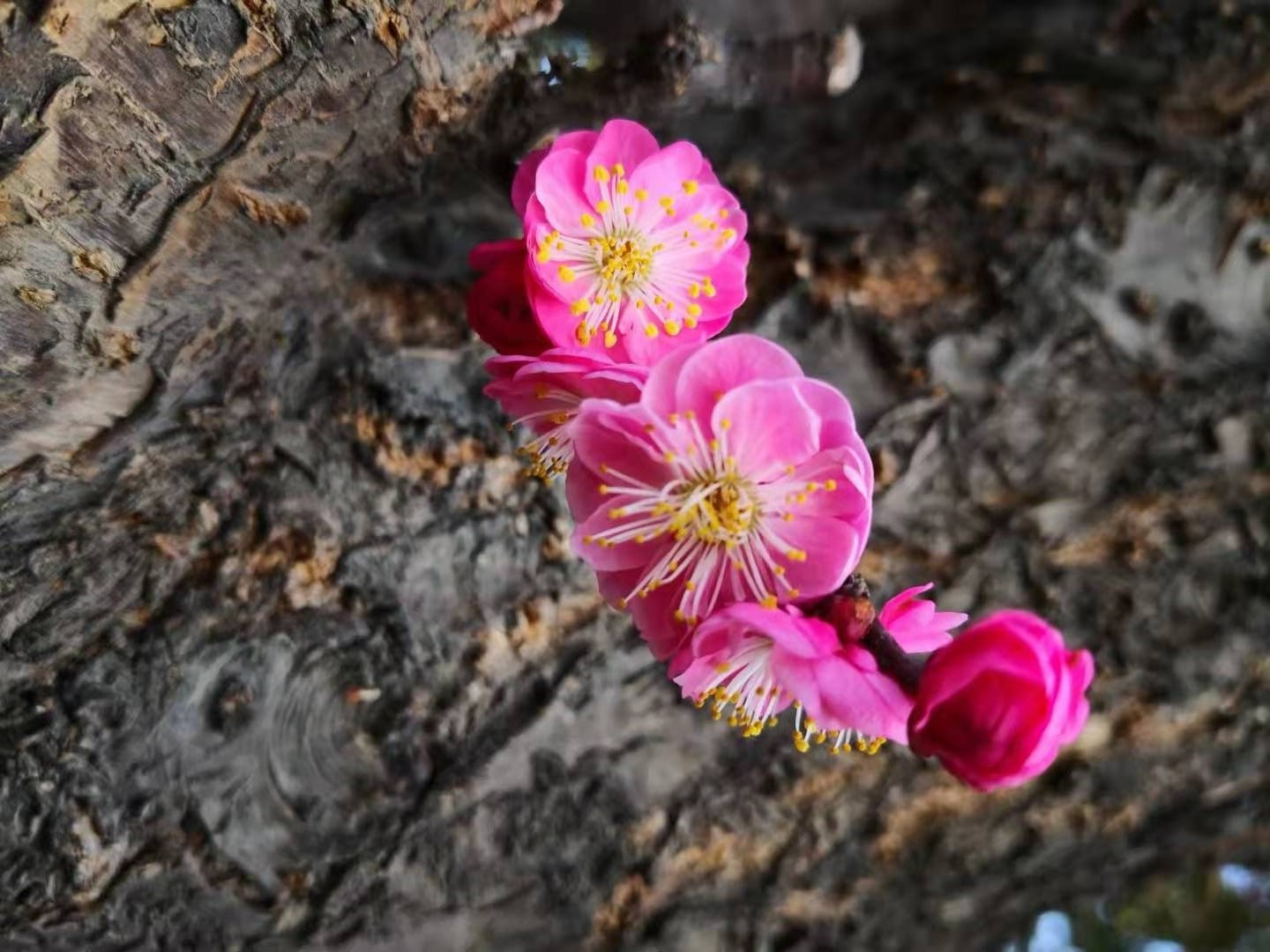 1614062937465883.jpeg 1614062937465883.jpeg