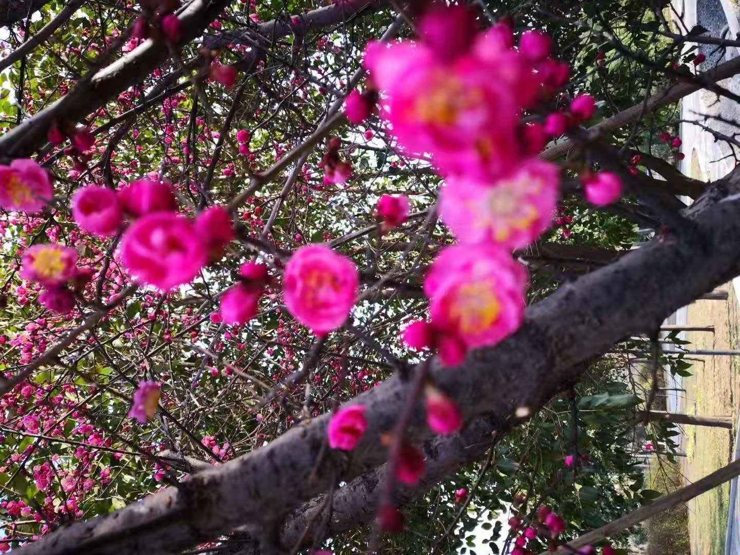 1614062937674096.jpeg 1614062937674096.jpeg