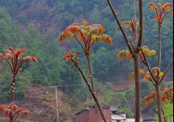 1618911880156717.jpeg 微信圖片_20210420174734.jpg