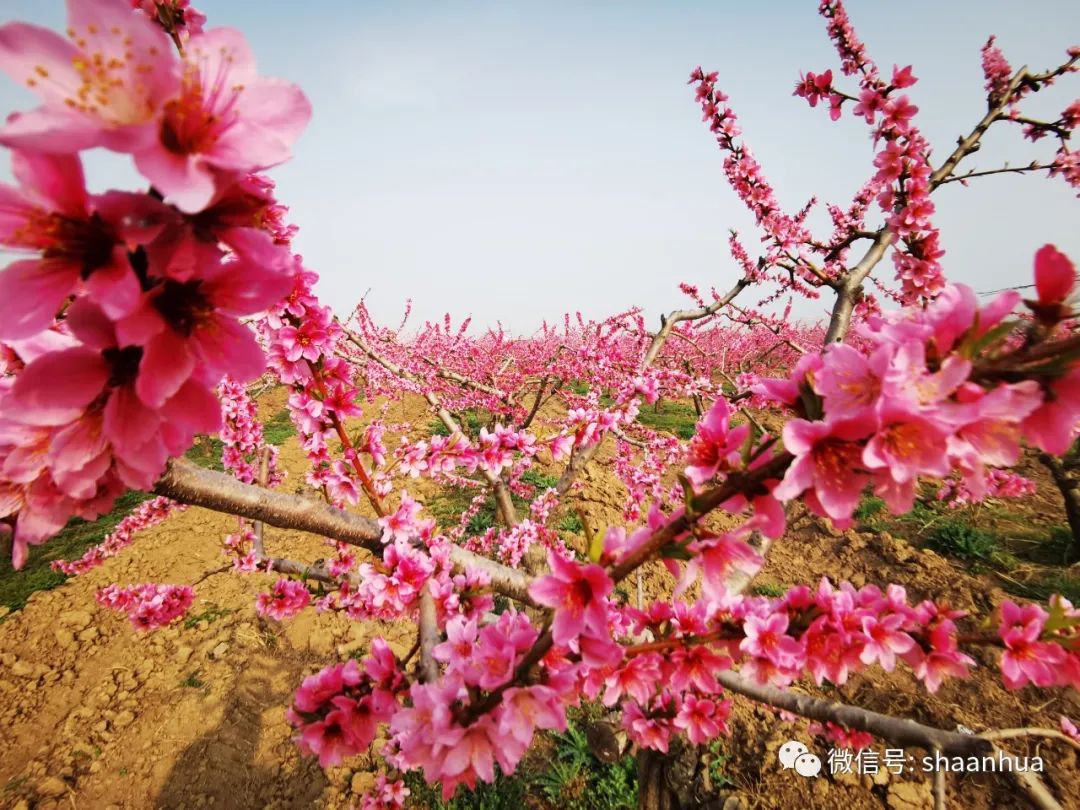 1647858919378219.jpeg 1647858919378219.jpeg