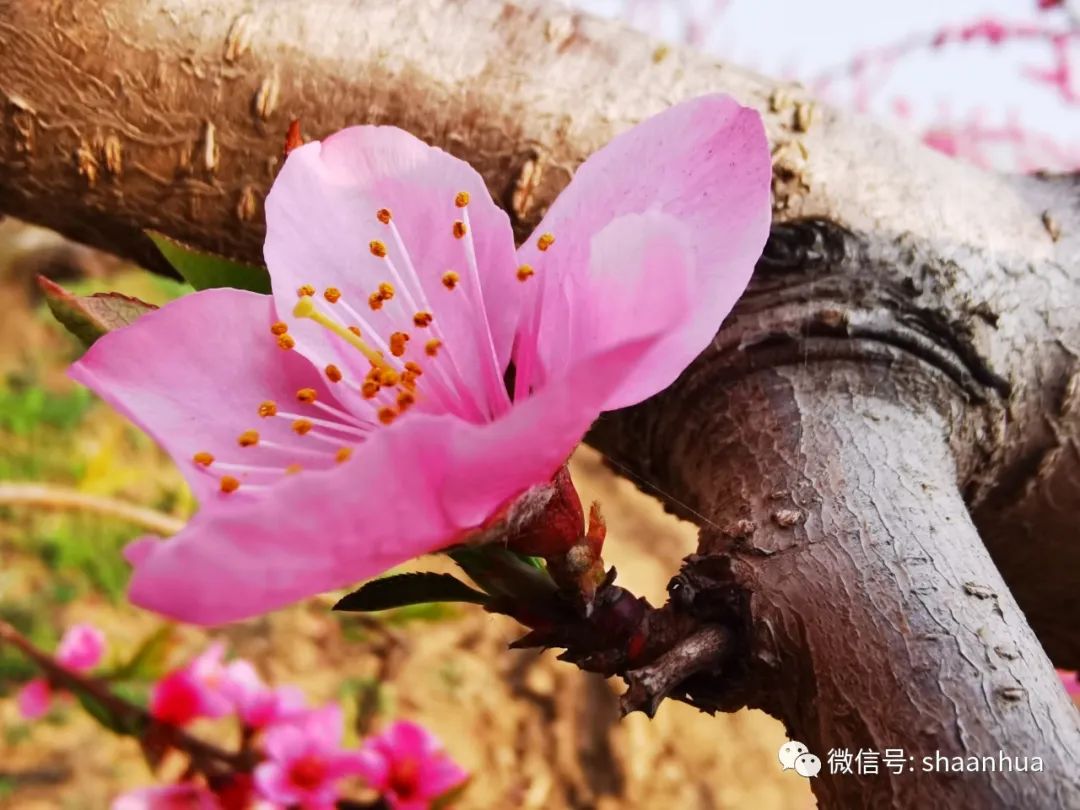 1647858927613509.jpeg 1647858927613509.jpeg